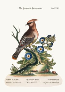 الثرثرة من كارولينا ، 1749-1773 بواسطة جورج إدواردز